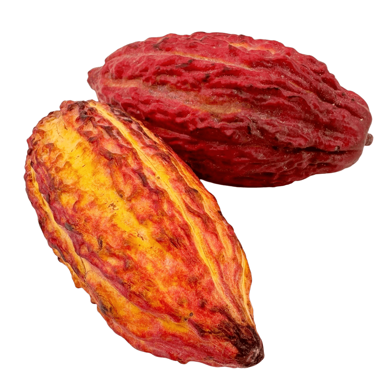Vaina de cacao fresco